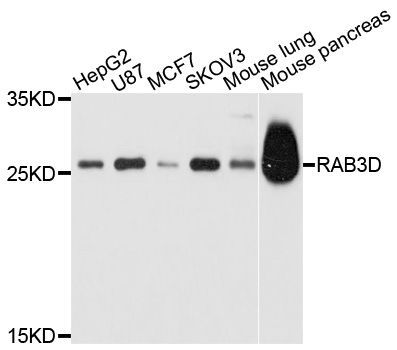 Western blot - RAB3D Polyclonal Antibody (144-10390)