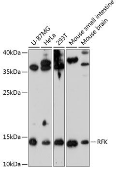 Western blot
