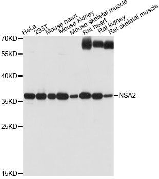 Western blot - NSA2 antibody (144-014475)
