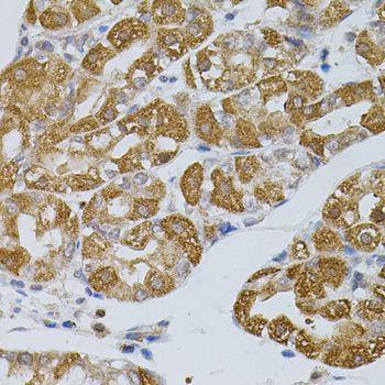 Immunohistochemistry - ASAH2 antibody (144-07985)