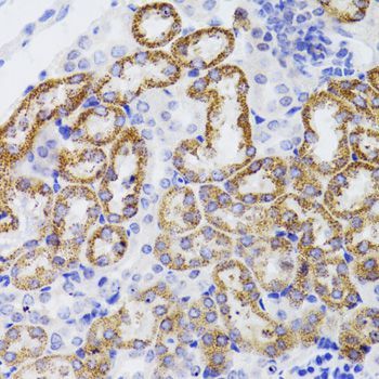 Immunohistochemistry - GATM Polyclonal Antibody (144-06598)