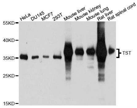 Western blot - TST Polyclonal Antibody (144-010542)