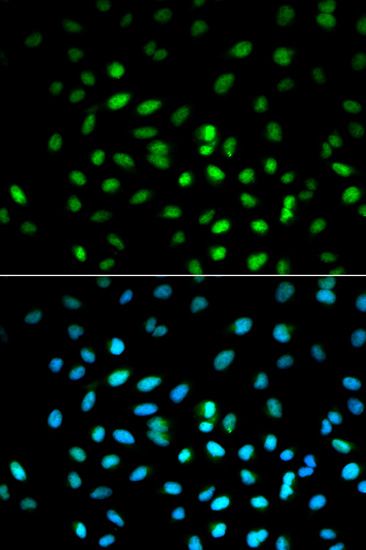 Immunofluorescence - STK11 antibody (144-02122)