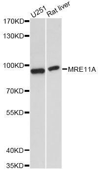 Western blot - MRE11A antibody (144-60554)
