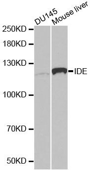 Western blot - [KO Validated] IDE Polyclonal Antibody (144-01630)