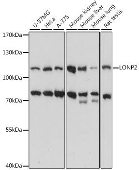 Western blot - LONP2 antibody (144-015909)