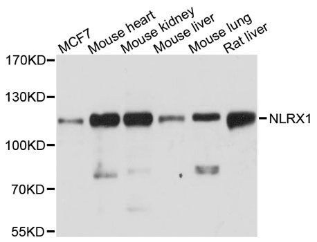Western blot - NLRX1 antibody (144-61405)