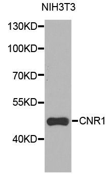 Western blot - CNR1 Polyclonal Antibody (144-01447)