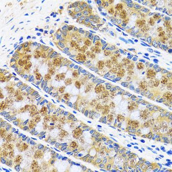 Immunohistochemistry - GOT1 Polyclonal Antibody (144-05822)