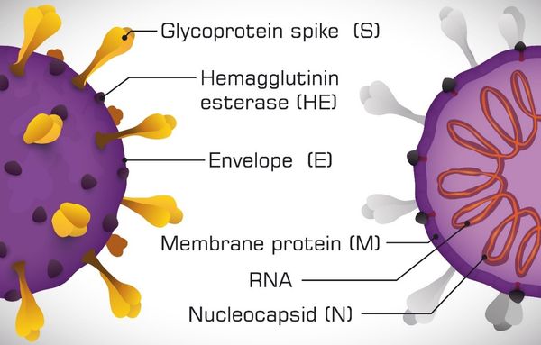 Structure of the SAR-CoV-2 virus