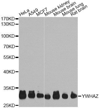 Western blot - YWHAZ Polyclonal Antibody (144-07639)