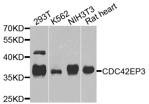 Western blot - CDC42EP3 antibody (144-08480)