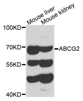 Western blot - ABCG2 Polyclonal Antibody (144-61420)