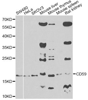 Western blot - CD59 antibody (144-01689)