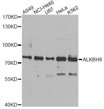 Western blot - ALKBH8 antibody (144-07142)