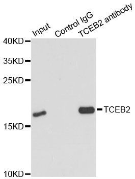 Immunohistochemistry - TCEB2 Polyclonal Antibody (144-60305)