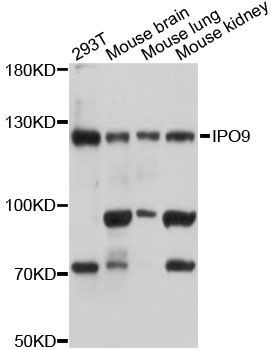 Western blot - IPO9 antibody (144-012233)