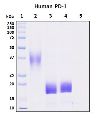SDS-PAGE