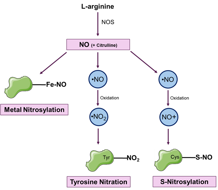 nitrosothiol and glutathione Nitric Oxide-mediated Post Translational Modifications (PTM) headache