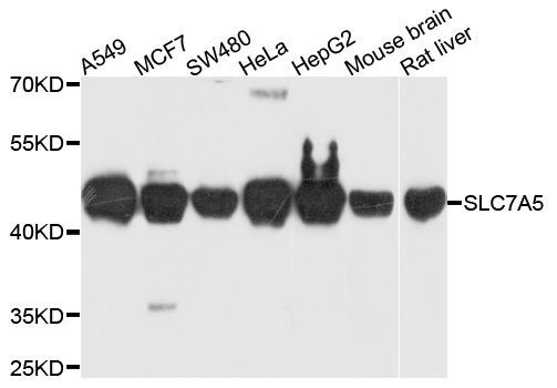 Western blot - SLC7A5 Polyclonal Antibody (144-02833)
