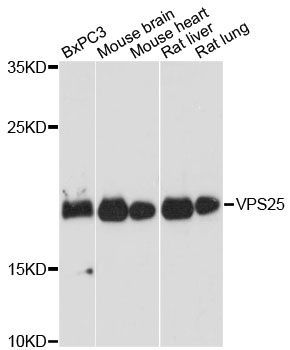 Western blot - VPS25 antibody (144-013132)