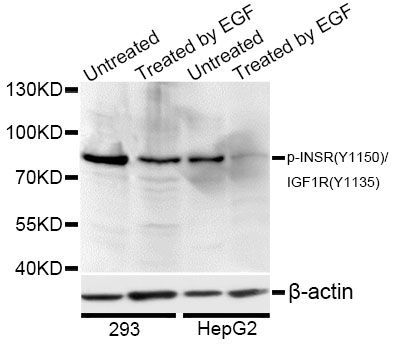 Western blot - Phospho-INSR-Y1150/IGF1R-Y1135 antibody (144-50044)