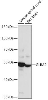 Western blot - GLRA2 antibody (144-015673)