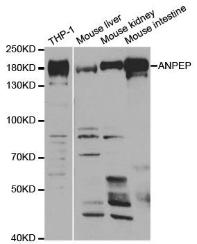 Western blot - ANPEP antibody (144-05662)