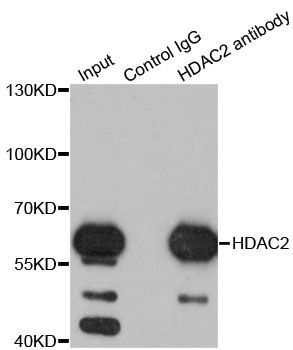 Immunoprecipitation - HDAC2 Polyclonal Antibody (144-02084)