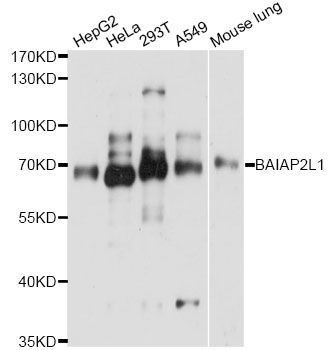Western blot - BAIAP2L1 antibody (144-61456)