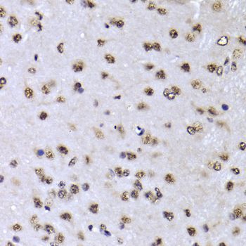 Immunohistochemistry - EFTUD2 Antibody (144-07040)