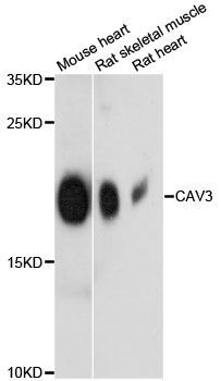 Western blot - CAV3 antibody (144-12769)