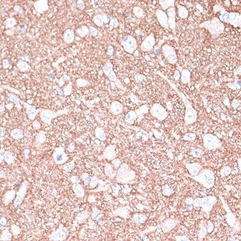 Immunohistochemistry - STXBP1 Polyclonal Antibody (144-05420)
