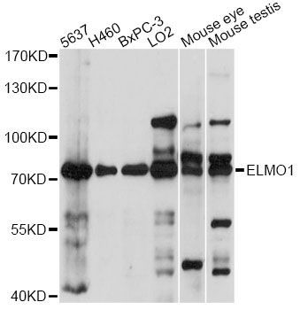 Western blot - ELMO1 antibody (144-014830)