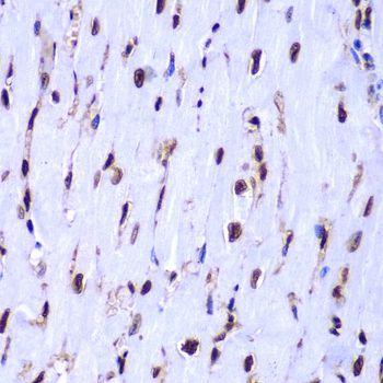 Immunohistochemistry - HIST3H3 antibody (144-61338)