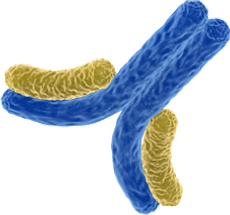 Antibody