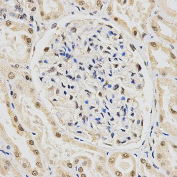 Immunohistochemistry - SNRPE Antibody (144-05488)