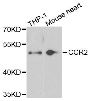 Western blot - CCR2 antibody (144-02855)