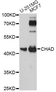 Western blot - CHAD antibody (144-60874)