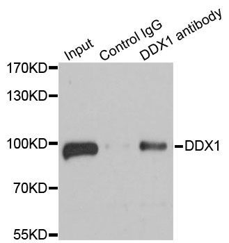 Immunoprecipitation - DDX1 Polyclonal Antibody (144-06575)