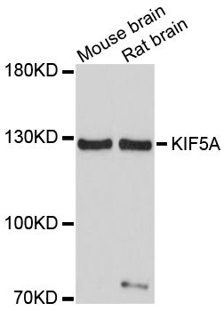 Western blot - KIF5A antibody (144-03303)