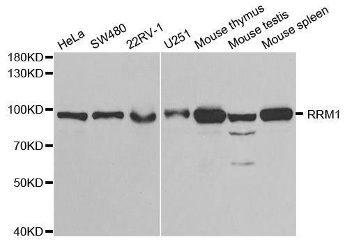 Western blot - RRM1 Polyclonal Antibody (144-602928)