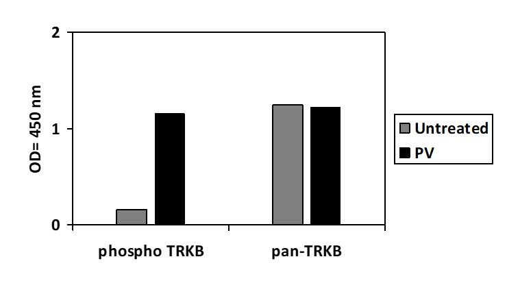 TrkB (Tyr816) - ELISA Kit