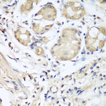 Immunohistochemistry - NID1 antibody (144-08349)
