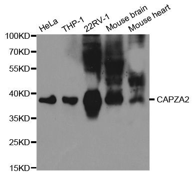 Western blot - CAPZA2 antibody (144-02054)