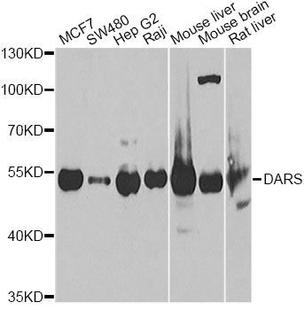Western blot - DARS Polyclonal Antibody (144-06574)