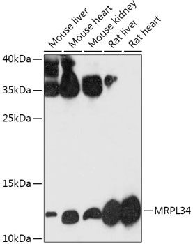 Western blot