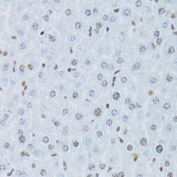 Immunohistochemistry - HNF4A Antibody (144-02085)