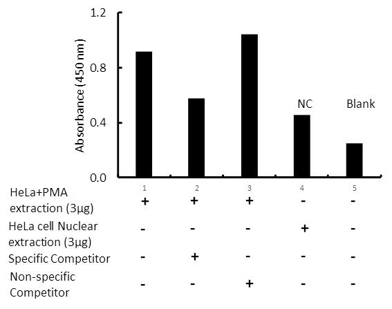 Transcription factor assay of Sp1 from nuclear extracts of HeLa cells or HeLa cells treated with PMA (50 ng/ml) for 3 hr with the specific competitor or non-specific competitor. The result shows specific binding of Sp1 to the conserve binding site detected by using the RayBio Sp1 TF Activity Assay Kit .