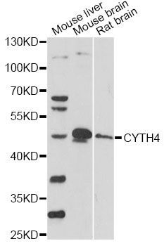 Western blot - CYTH4 antibody (144-60833)